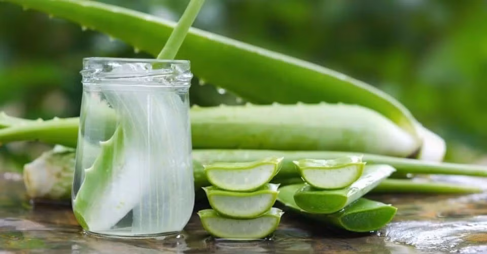 Nước ép lô hội kết hợp với bạc hà là thức uống làm dịu và tái tạo da hiệu quả. Lô hội có đặc tính cấp nước, giảm viêm và thúc đẩy tái tạo tế bào, kết hợp với bạc hà giúp tăng cảm giác sảng khoái và cải thiện lưu thông máu, đặc biệt phù hợp với làn da dễ mẩn đỏ hoặc mất nước trong mùa hanh khô. Ảnh minh họa