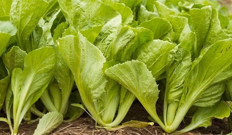 Rau dễ chăm sóc, có thể thu hoạch quanh năm và được sử dụng linh hoạt trong nhiều món ăn như luộc, nấu canh, xào, muối dưa hoặc ăn kèm món cuốn. Dù xuất hiện giản dị trong mâm cơm, cải bẹ xanh lại là “kho dinh dưỡng” tự nhiên với nhiều công dụng đáng kể. Ảnh minh hoạ