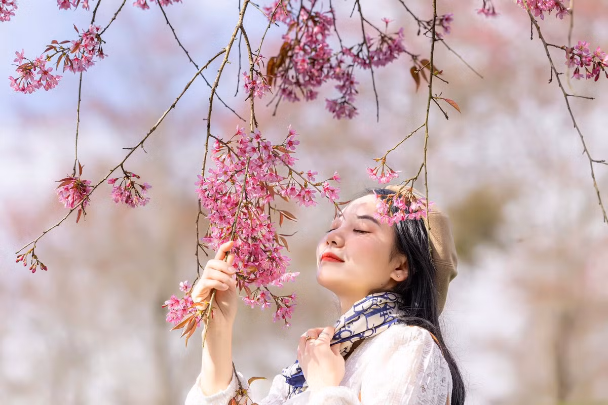 Sắc hồng không quá chói, mà dịu dàng, ăn nhập với không gian núi non, sương mù và cái lạnh se sắt đặc trưng của phố núi. Chính sự hài hòa ấy khiến cảnh sắc nơi đây trở nên cuốn hút theo cách rất riêng.