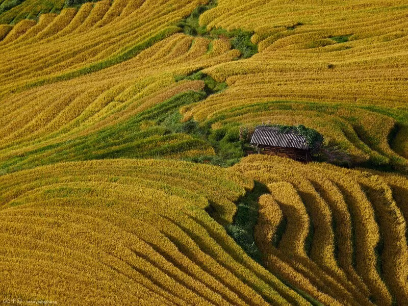 xim-vang-ve-binh-di-giua-nui-rung-tay-bac.jpg