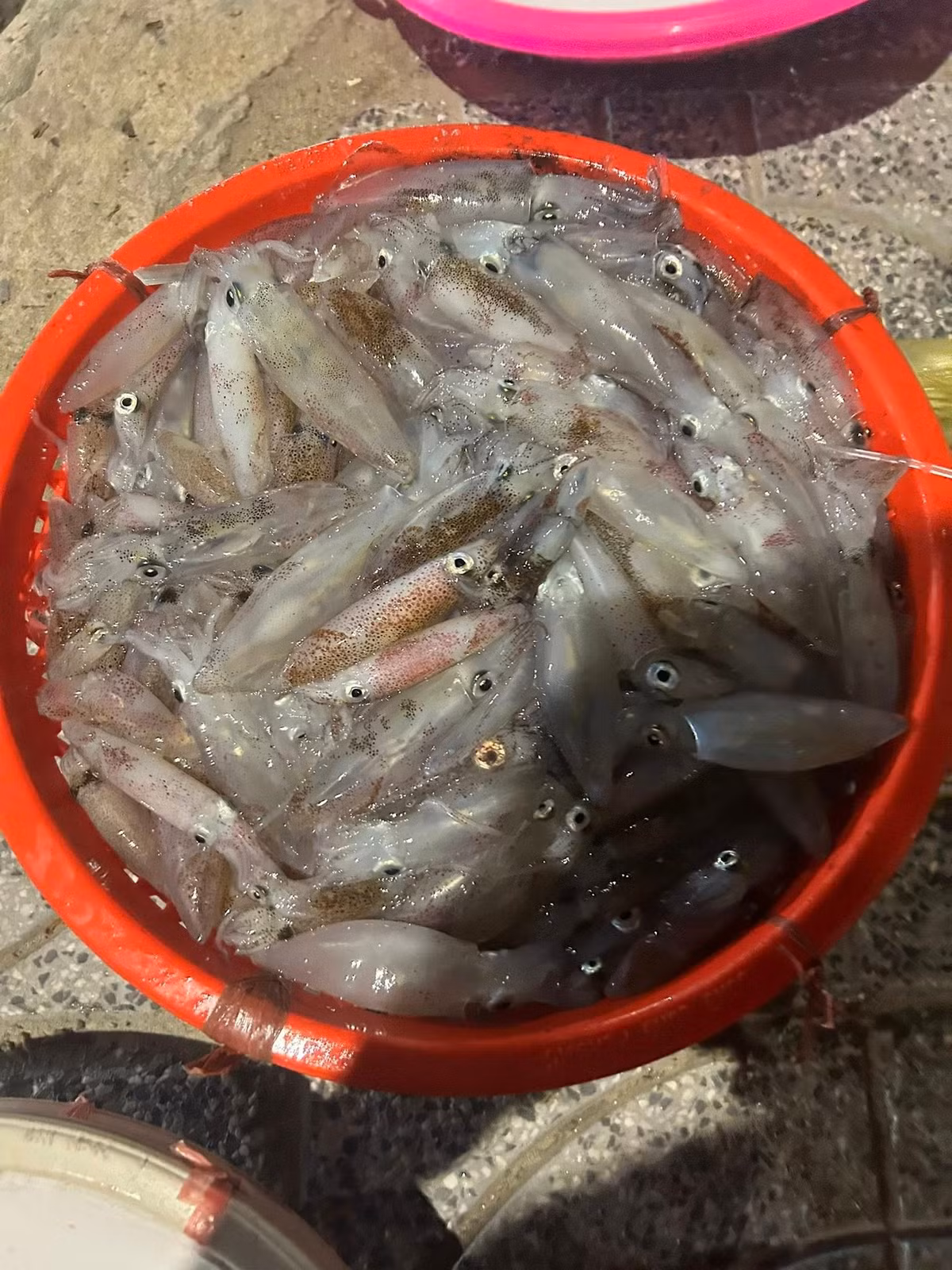Với nhiều người, trải nghiệm đáng nhớ nhất không chỉ là ăn mực, mà là khoảnh khắc đứng giữa chợ đêm, dưới ánh đèn pin chập chờn, tự tay chọn từng con mực còn “nháy” và hòa mình vào nhịp sống biển cả. Ảnh Nghệ An News