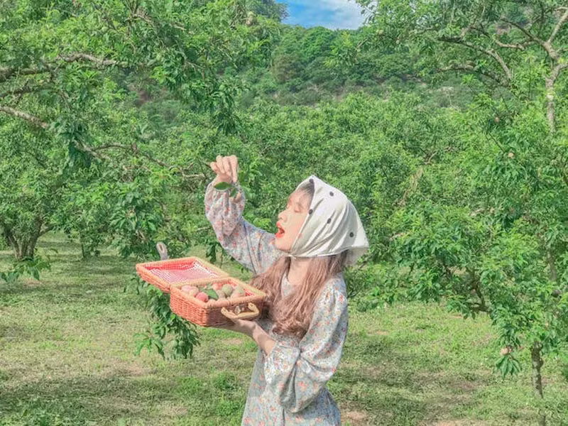 Bạn Huyền Trang (du khách Hà Nội) chia sẻ, “Cảm giác hái mận giữa vườn thật sự rất thư giãn. Không khí trong lành, trái cây thì ngọt lịm khác hẳn với nhịp sống hối hả thường ngày.” Ảnh Vietnambooking