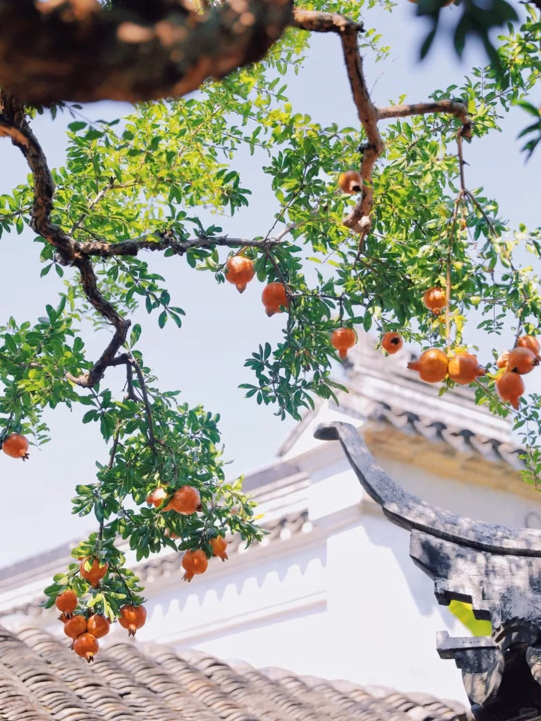 Được cho là có từ thời nhà Minh hoặc nhà Thanh, cây lựu đặc biệt này mang dáng vẻ kỳ vĩ với thân cây uốn lượn như rồng múa giữa trời thu, tán lá sum suê, điểm xuyết hàng trăm quả lựu đỏ tươi rực rỡ. Ảnh Fanpage Du lịch Trung Quốc