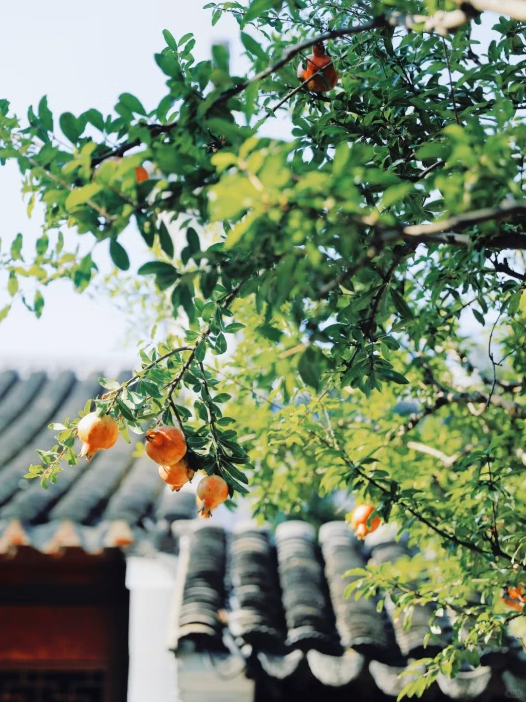 Không chỉ đẹp, cây lựu còn mang trong mình giá trị văn hóa lâu đời. Từ thời nhà Hán, lựu đã được xem là biểu tượng của sự sinh sôi, nảy nở và hạnh phúc sum vầy. Ảnh Fanpage Du lịch Trung Quốc