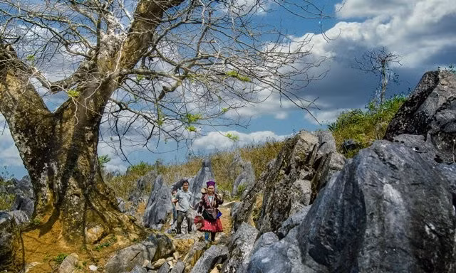 Trên nền đá xám rêu phong, những nương rẫy xanh tốt, bản làng nhỏ xinh và mái nhà đất cổ của đồng bào tạo nên một khung cảnh vừa giản dị vừa độc đáo. Đến Tủa Chùa, ngoài việc ngắm cảnh, du khách có thể ghé thăm rừng chè Shan Tuyết cổ thụ, nơi lưu giữ những cây chè hàng trăm năm tuổi – tài sản quý của người dân địa phương. Ảnh iVIVU