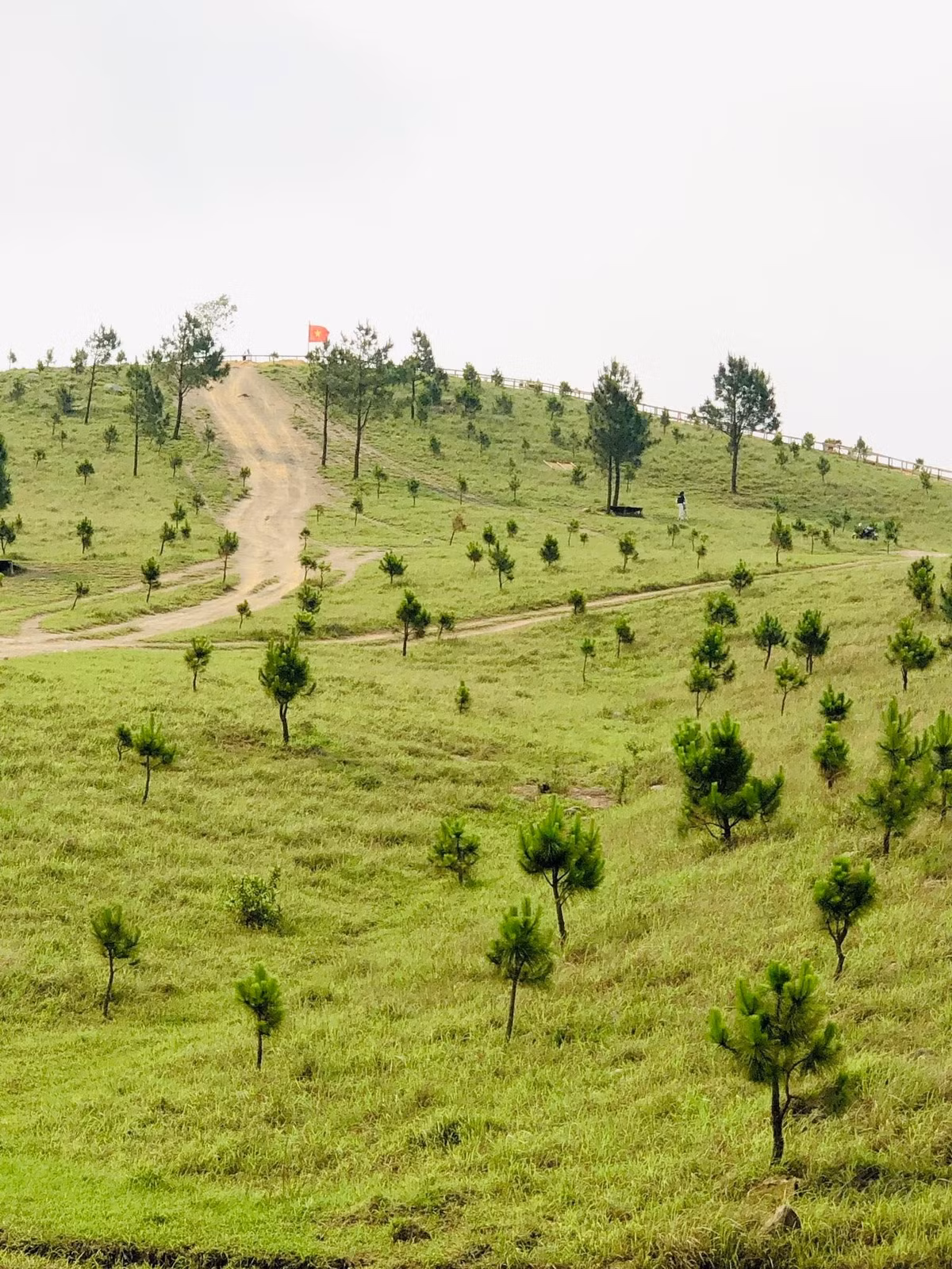 Còn với du khách có ít thời gian, Đông Travel tổ chức tour trong ngày, khởi hành sớm từ Hà Nội, khám phá đỉnh Phượng Hoàng và rừng thông Uông Bí, kết hợp tham quan chùa Ba Vàng trước khi trở về trong ngày, giá từ 850.000 đồng/người. Ảnh 2 con gián