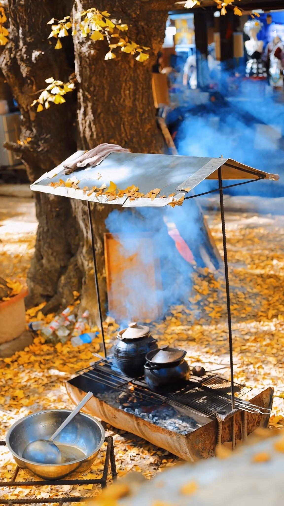 Điểm đặc biệt của làng Ngân Hạnh là “làng trong rừng, rừng trong làng”. Ảnh Đào Ngọc Huyền Thư