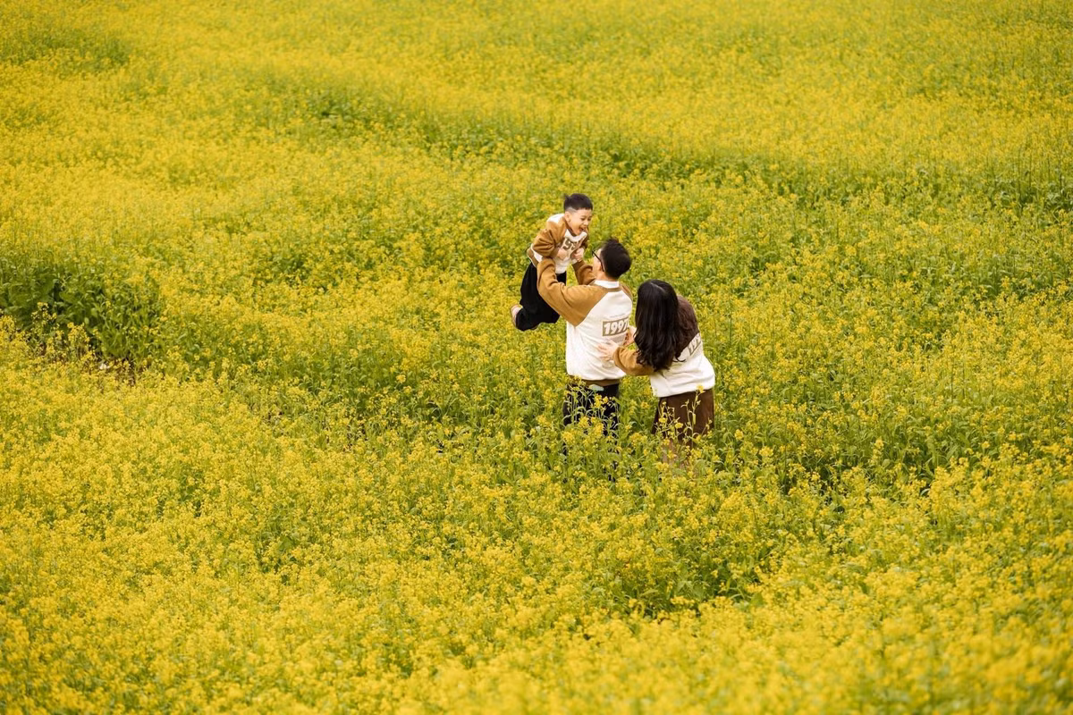 Giữa mùa đông, cao nguyên Mộc Châu (Sơn La) xuất hiện những mảng vàng dịu nhẹ của hoa cải, tạo nên điểm nhấn nổi bật giữa không gian núi rừng trầm lắng. Ảnh Lỏi Farm