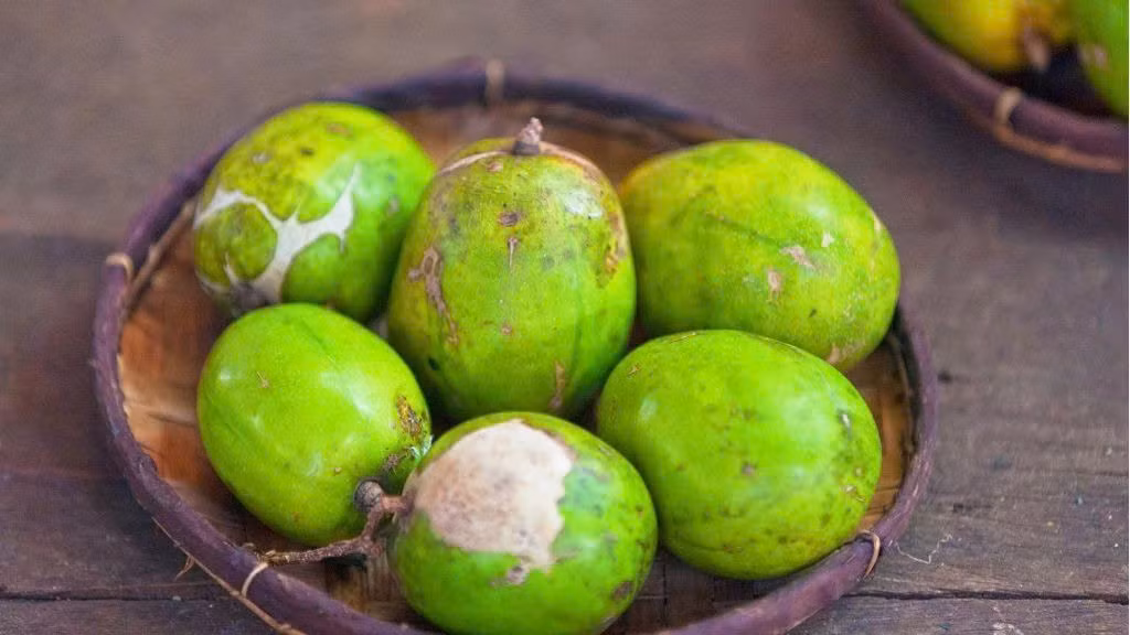 Đối với người mắc tiểu đường, quả cóc là lựa chọn lý tưởng nhờ lượng đường tự nhiên sucrose, vừa ngon vừa tốt cho sức khỏe. Đồng thời, quả cóc còn chứa long đàm tự nhiên, giúp giảm ho, còn vỏ cây sấu tầu được dân gian dùng sắc lấy nước hỗ trợ chữa tiêu chảy. Ảnh minh họa
