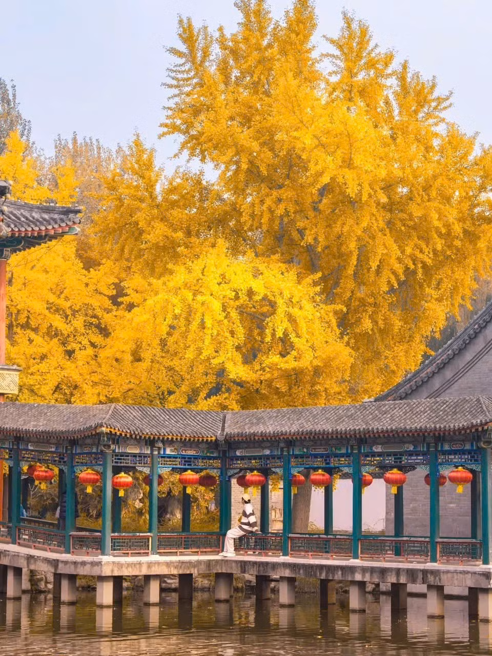 Nếu muốn ngắm trọn vẻ đẹp của mùa thu Bắc Kinh, du khách không thể bỏ qua con đường Điếu Ngư Đài – nơi được mệnh danh là “con đường tình yêu”. Hàng trăm cây bạch quả cổ thụ rợp bóng vàng, lá rơi dày như thảm khiến ai đi qua cũng muốn dừng lại chụp một tấm ảnh kỷ niệm. Ảnh Check in China