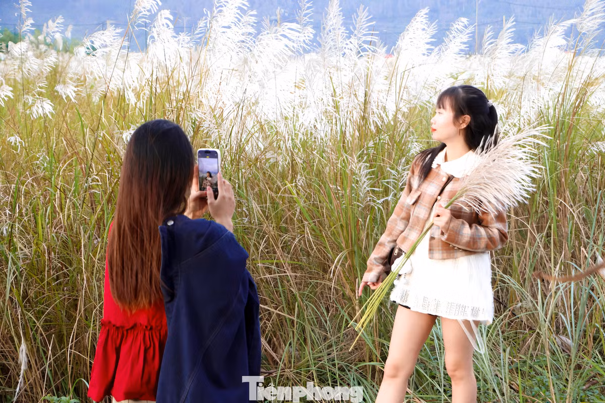 Thời tiết dịu nhẹ, nắng không quá gắt càng làm màu trắng của cỏ trở nên nổi bật, khiến nhiều người chỉ cần đứng vào là có ngay bộ ảnh đẹp. Ảnh Báo Tiền phong