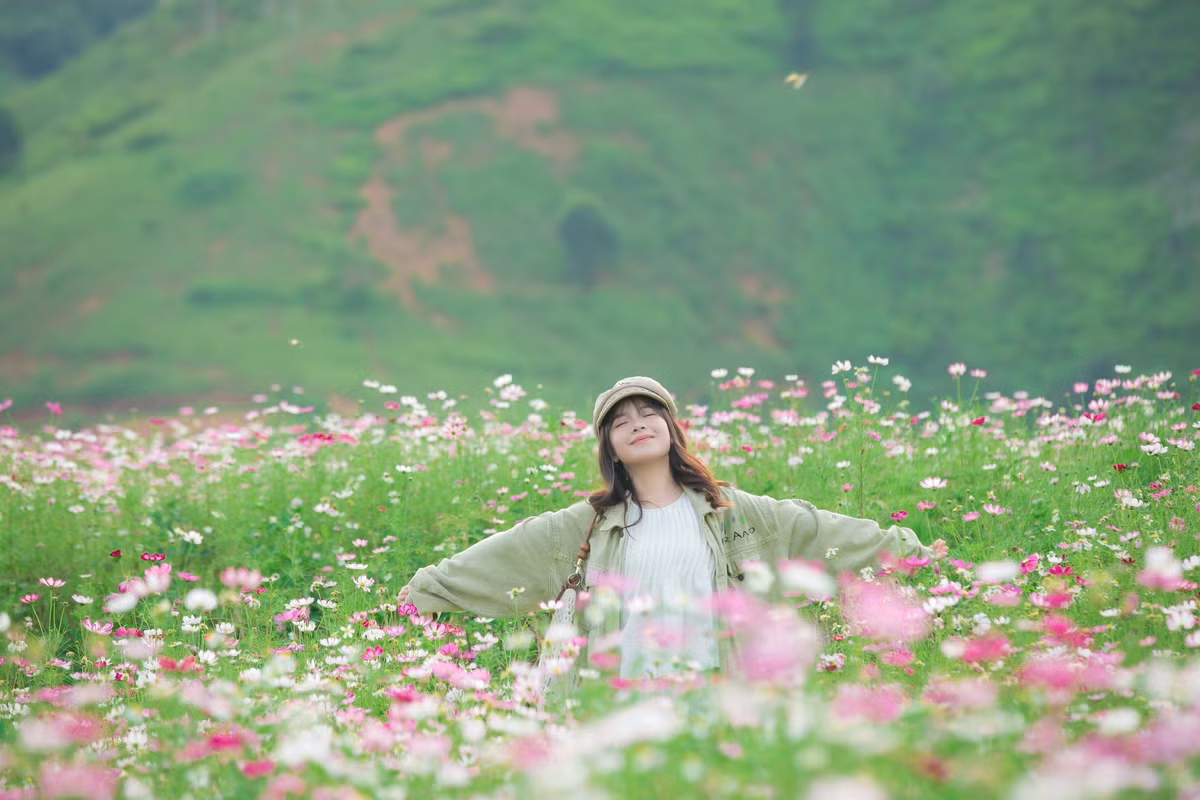 Thời điểm lý tưởng để ghé thăm là buổi sáng sớm, khi không khí trong lành, sương mỏng phủ nhẹ trên từng cánh hoa, ánh nắng ban mai chiếu rọi khiến đồi hoa như bừng sáng. Ảnh Trung Thành