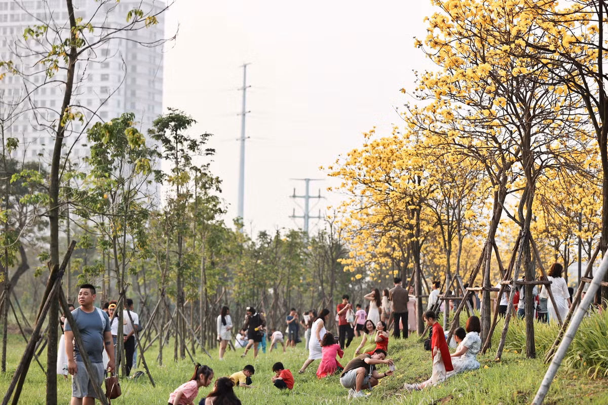 Những khung hình với nền phong linh vàng rực nhanh chóng trở thành trào lưu được chia sẻ trên mạng xã hội những ngày qua.