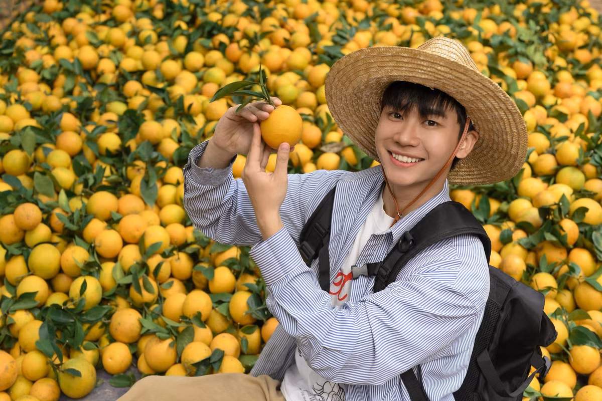 Đây cũng là thời điểm những vườn cam nơi miền trung du Bắc Giang trở thành điểm đến thu hút du khách yêu thiên nhiên và thích trải nghiệm nông nghiệp. Ảnh Lăng Văn Toán