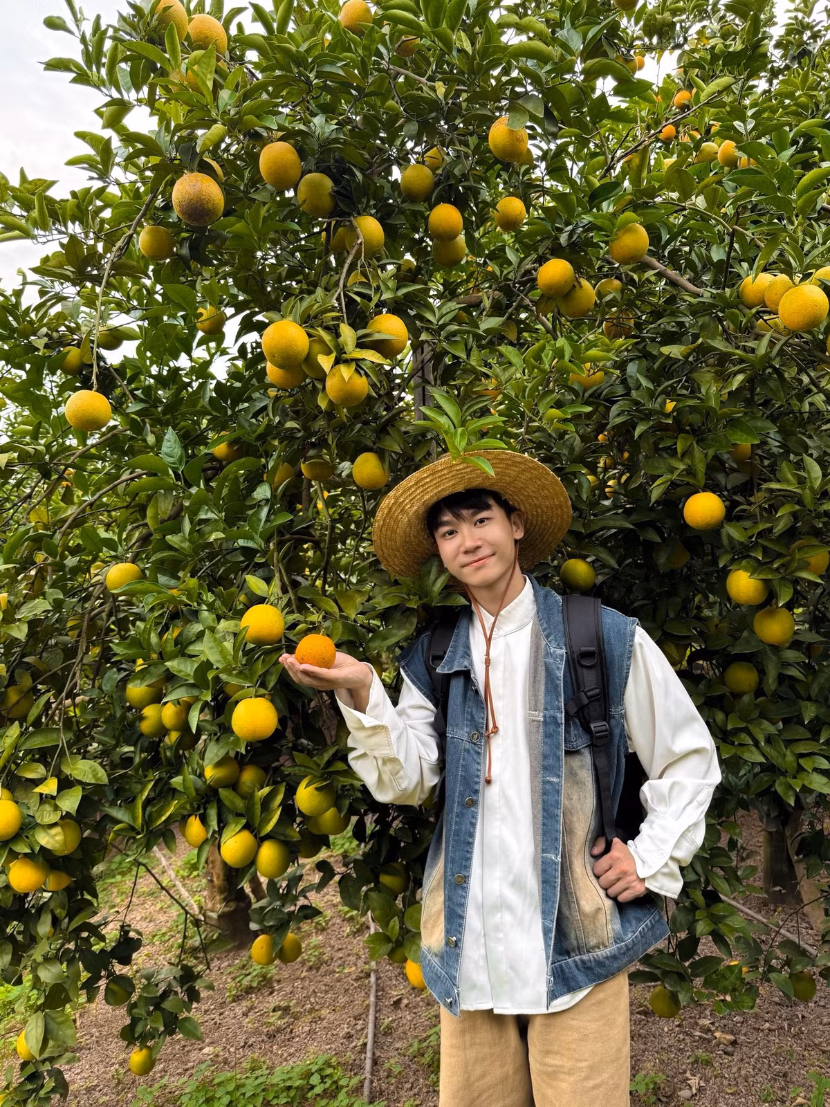 Màu vàng cam chín xen giữa tán lá xanh mở ra khung cảnh rực rỡ, đánh thức cả một mùa quả ngọt đang vào độ đẹp nhất trong năm. Ảnh Lăng Văn Toán
