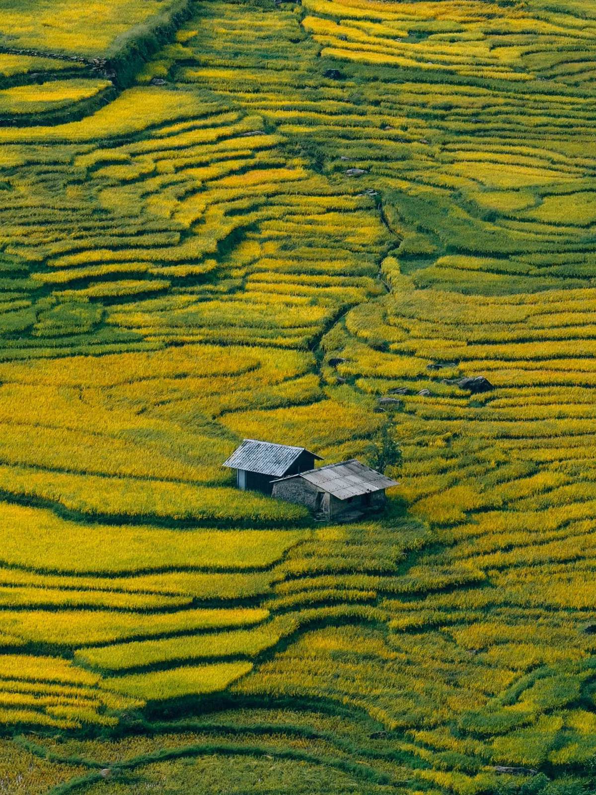 Mùa vàng nơi đây nổi bật với những thửa ruộng bậc thang tầng tầng lớp lớp, nép mình dưới chân núi cao, lấp lánh ánh nắng. Ảnh Pham Trong Nghia