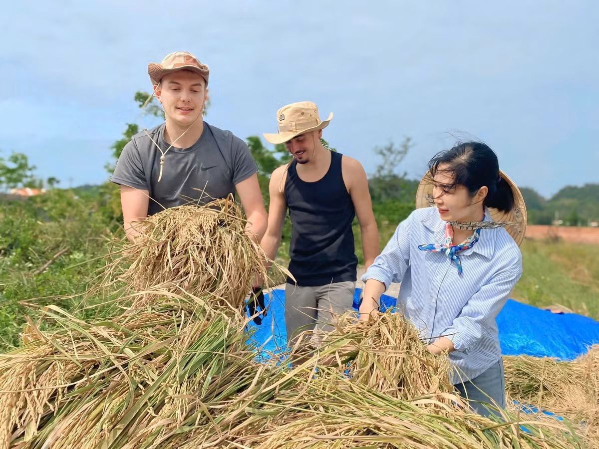 Buổi sáng, hai du khách Pháp, Loic và Antoine, được dẫn ra đồng tại thôn Hải Tiến, tham gia cày bừa, gặt lúa, gánh lúa cùng bà con địa phương. Đây là lần đầu tiên họ trực tiếp thực hiện những công việc vốn quen thuộc với nông dân Cô Tô. Cảnh tượng Loic vụng về cầm liềm gặt lúa hay nặng nhọc nâng gánh lúa khiến cả làng bật cười. Ảnh TapchidulichTPHCM