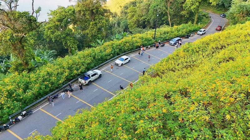 Cách trung tâm Thủ đô khoảng 60 km, Vườn quốc gia Ba Vì vốn là điểm đến quen thuộc cho những chuyến dã ngoại, picnic cuối tuần, nay càng hấp dẫn hơn khi bước vào mùa hoa vàng rực rỡ nhất trong năm. Ảnh Trọng Tuần Núi