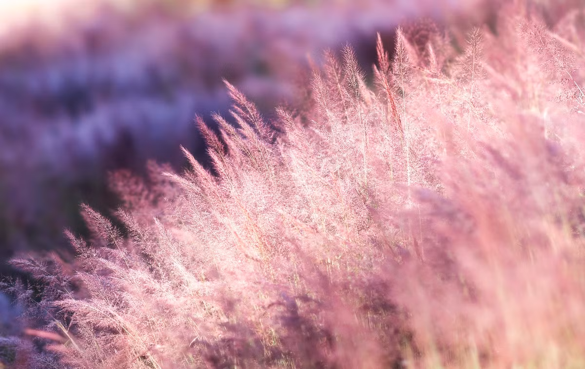 Chỉ kéo dài trong khoảng một tháng, mùa cỏ lau hồng Đà Lạt là trải nghiệm không thể bỏ qua đối với những ai yêu thiên nhiên, muốn tìm kiếm vẻ đẹp yên bình và những bức hình đầy chất thơ. Sắc hồng nhẹ nhàng giữa cao nguyên xanh tạo nên một bức tranh tuyệt đẹp, khiến nơi đây luôn trở thành điểm đến được săn đón cuối năm, để lại trong lòng du khách những ký ức khó quên. Ảnh Phan Quốc Dũng