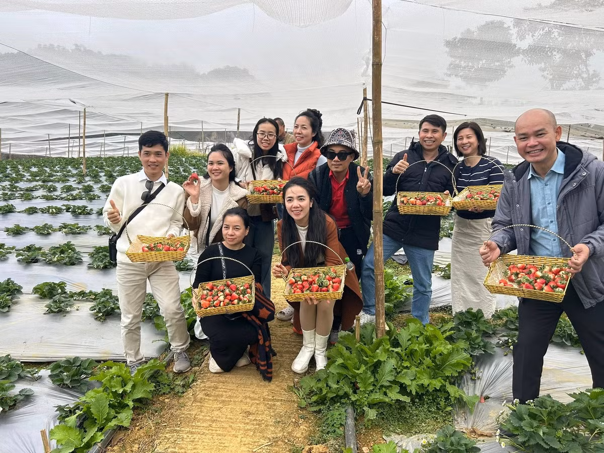 Nếu yêu thích không gian yên bình, gần gũi thiên nhiên, du khách có thể tìm đến các vườn dâu ở bản Pa Phách, Thung Cuông hoặc khu vực dọc đường vào Ngũ Động Bản Ôn. Những vườn dâu tại đây thường nằm giữa thung lũng, ít đông đúc, phù hợp với du khách muốn tận hưởng sự thư thái. Ảnh Mây Mây Farm