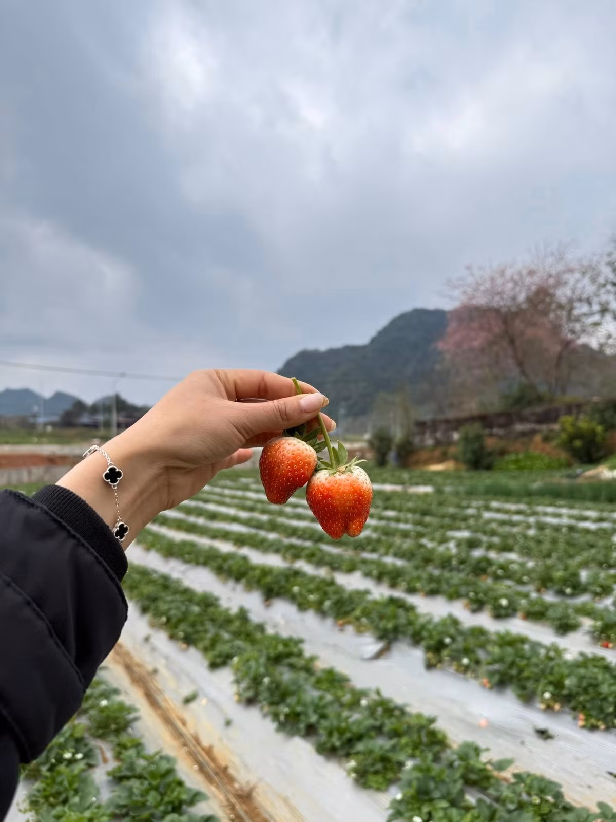 Mộc Châu hiện có nhiều vườn dâu tây được đầu tư bài bản, dịch vụ chuyên nghiệp. Khu vực thị trấn Nông trường Mộc Châu là lựa chọn phổ biến với các địa điểm quen thuộc như Chimi Farm, Hana Farm hay vườn dâu Mộc Châu. Ưu điểm của khu vực này là giao thông thuận tiện, dễ kết hợp tham quan các đồi chè và điểm du lịch lân cận. Ảnh Ngọc Mai