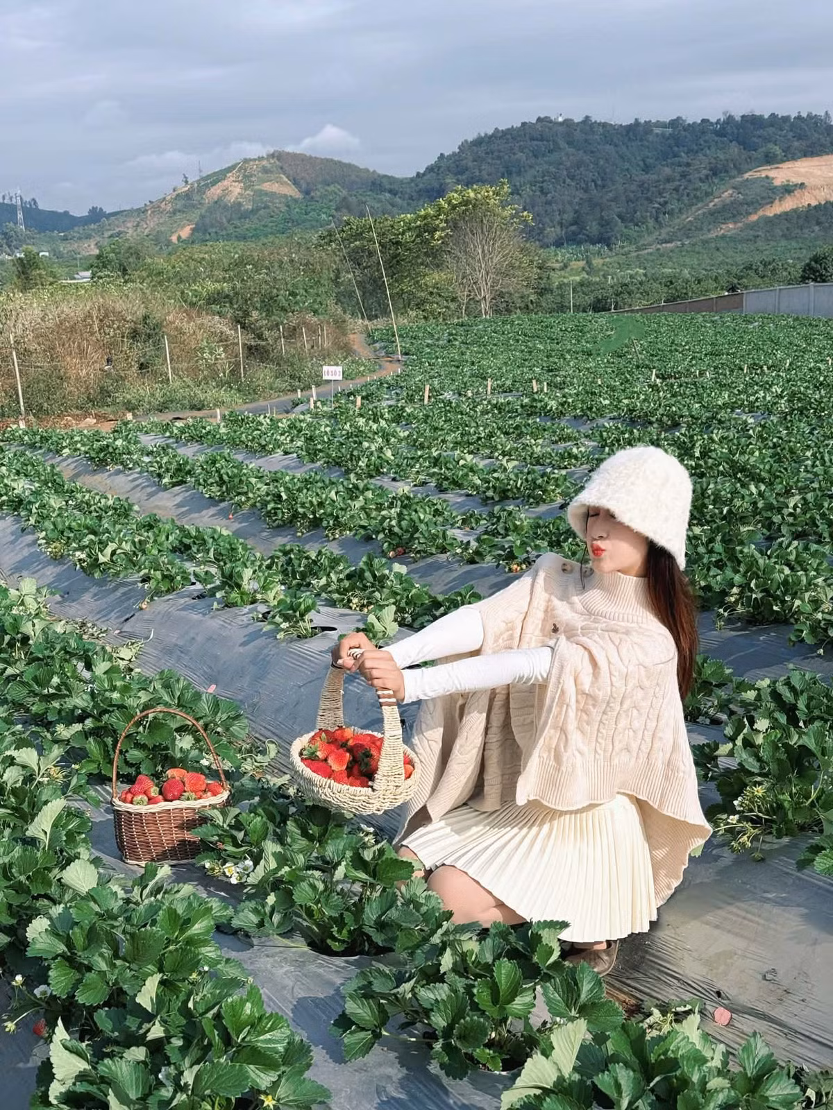 Tại đây, du khách được giới thiệu từ khâu ươm giống, chăm sóc, bón phân đến thu hoạch, nhằm đảm bảo dâu đạt chất lượng tốt và an toàn cho người tiêu dùng. Hoạt động này không chỉ mang tính trải nghiệm mà còn giúp du khách, đặc biệt là trẻ nhỏ, hiểu hơn về nông nghiệp sạch và giá trị của thực phẩm tự nhiên. Ảnh Ngọc Mai