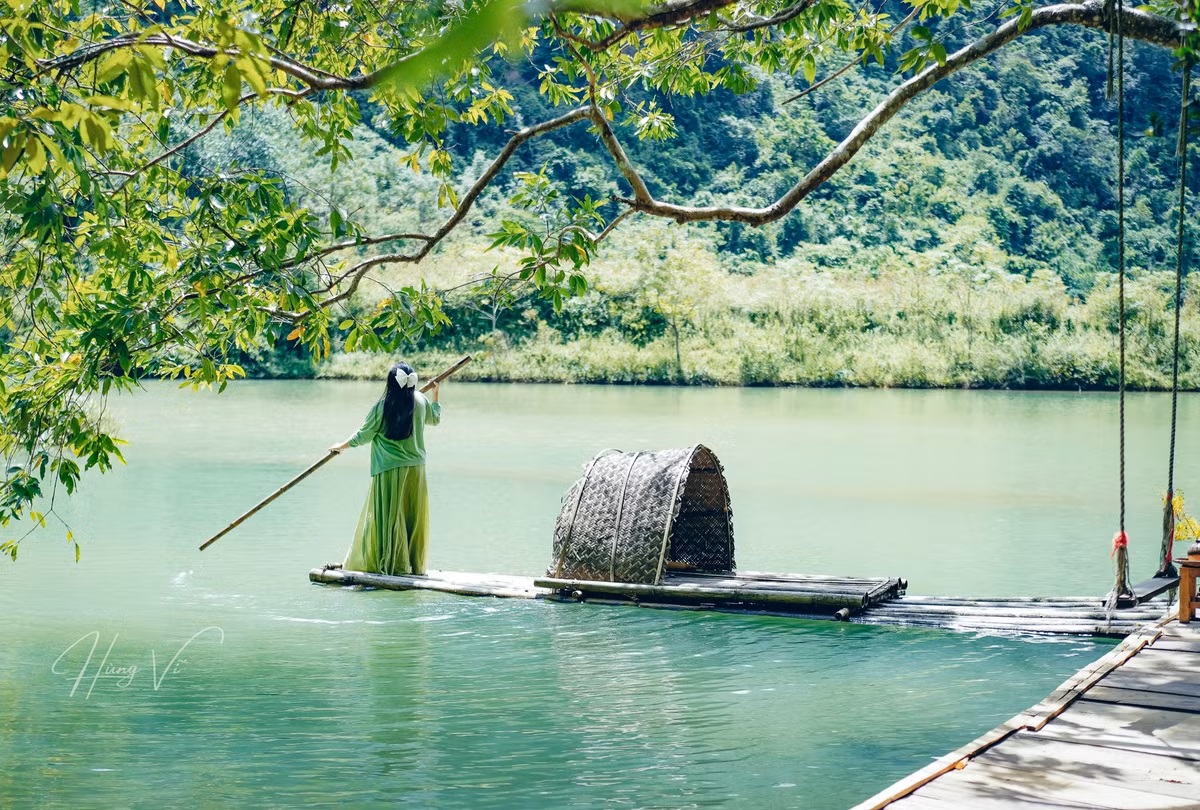 Tán lá rộng phủ bóng mát, vươn ra mặt hồ xanh ngắt bên đập Bắc Mỏ, tạo nên bức tranh thiên nhiên vừa nên thơ vừa lãng mạn.