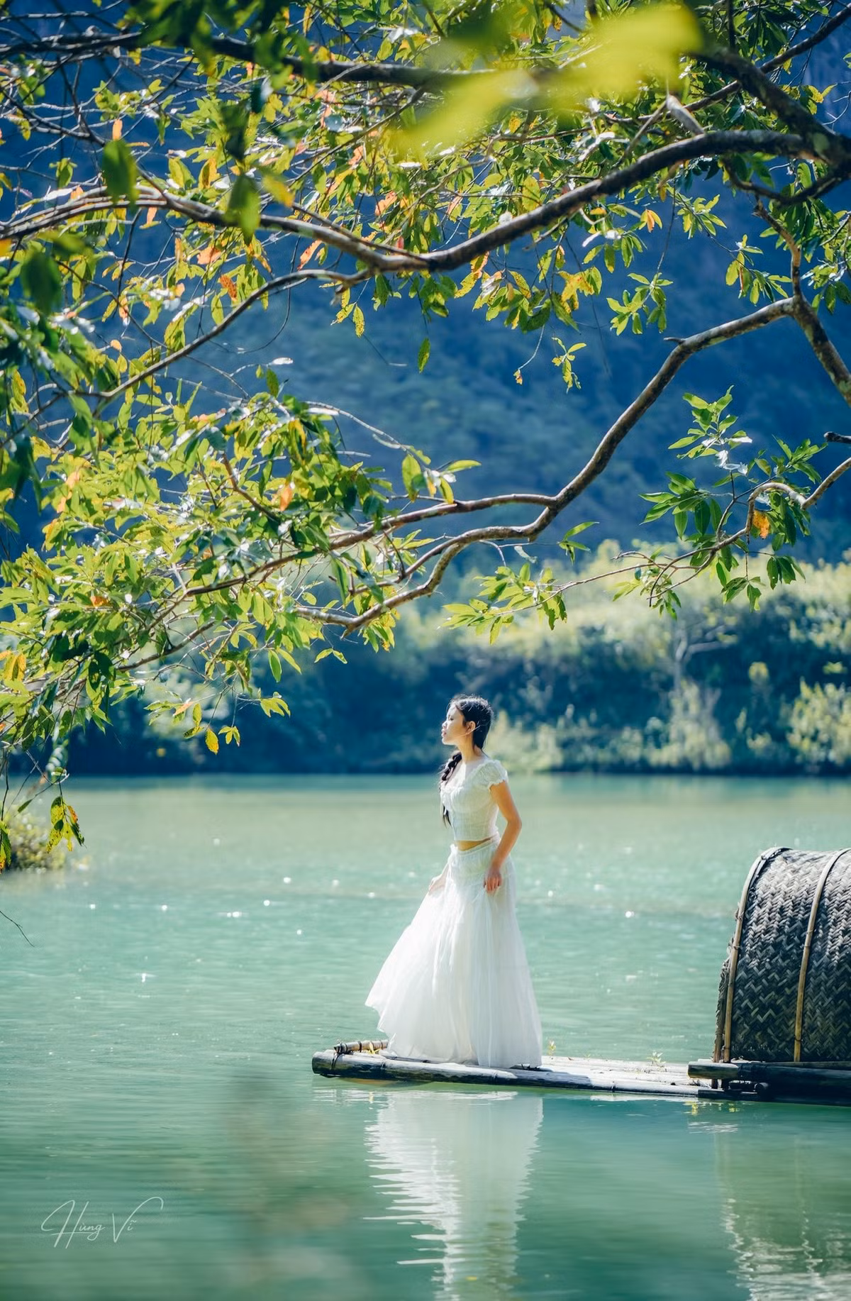 Thực chất, đây là cây lá vối, được người dân địa phương trồng khoảng 50 năm trước để chống xói mòn đất.