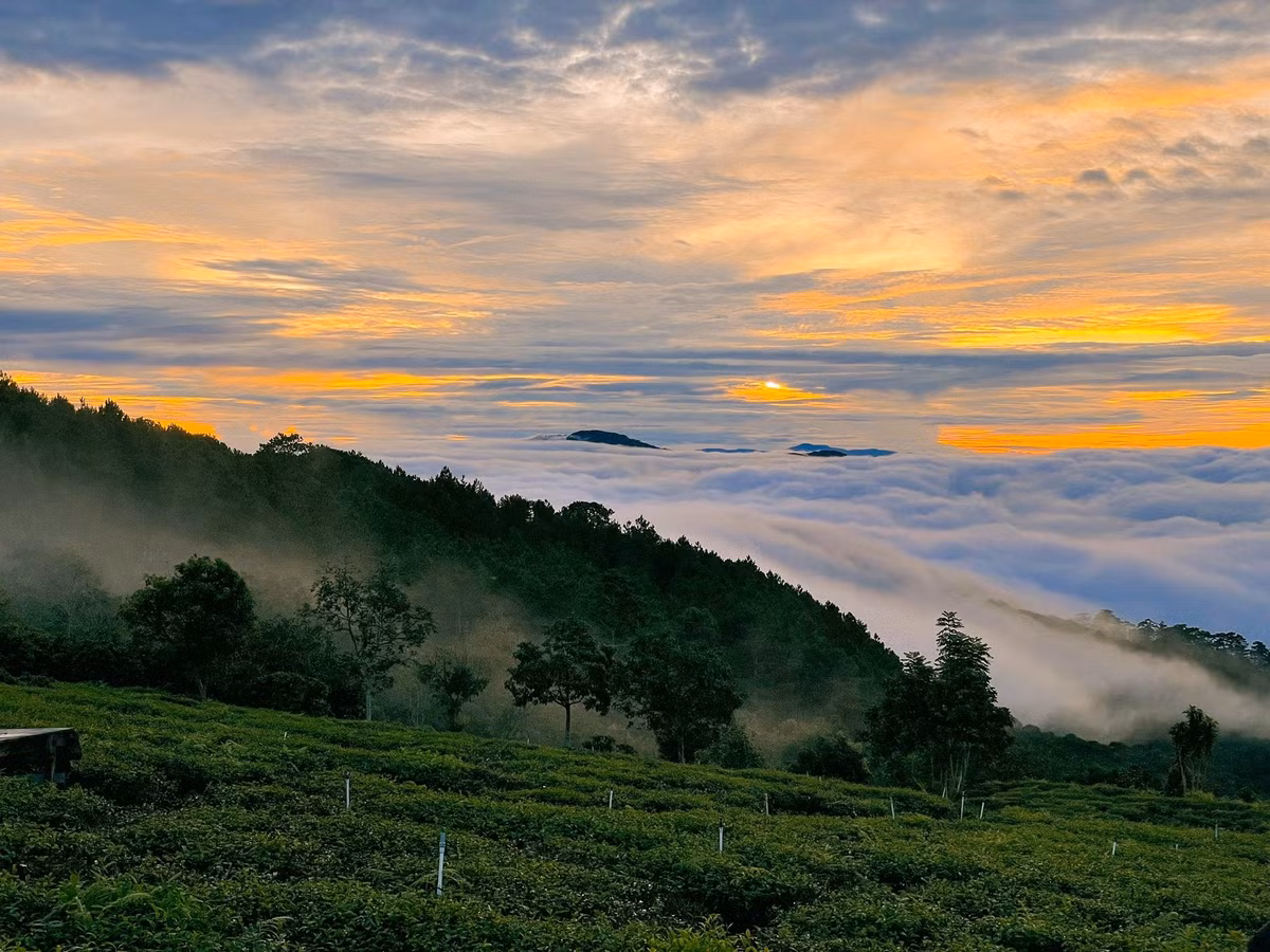 Đến khoảng 6 giờ sáng, ánh nắng chuyển sang ấm và rực rỡ hơn. Đồi chè lúc này hiện rõ từng đường cong, từng lối đi nhỏ giữa các luống chè. Ở phía xa, những làn mây mỏng vẫn còn mắc lại ở triền núi, lơ lửng như dải lụa trắng bay trong gió. Đây cũng là thời điểm đẹp nhất để du khách tản bộ, hít sâu mùi trà hòa trong không khí hoặc ghi lại những khoảnh khắc rực rỡ của buổi sáng. Ảnh Vi