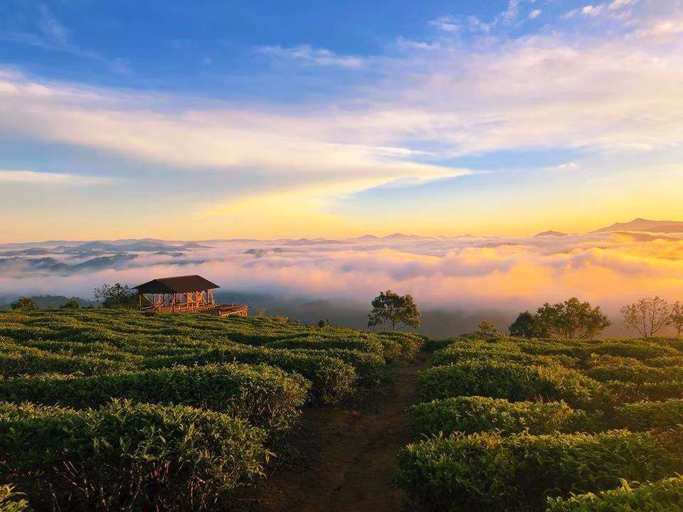Trong nhịp sống ngày càng vội vã, một buổi bình minh ở đồi chè Cầu Đất giống như liều “vitamin an yên” giúp xua tan mệt mỏi. Đó là lý do nơi đây luôn nằm trong danh sách điểm đến được yêu thích nhất mỗi khi du khách muốn tìm lại cảm giác trong trẻo của Đà Lạt. Ảnh PhongvanTourist