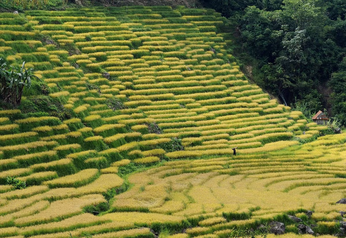 mu-vang.jpg