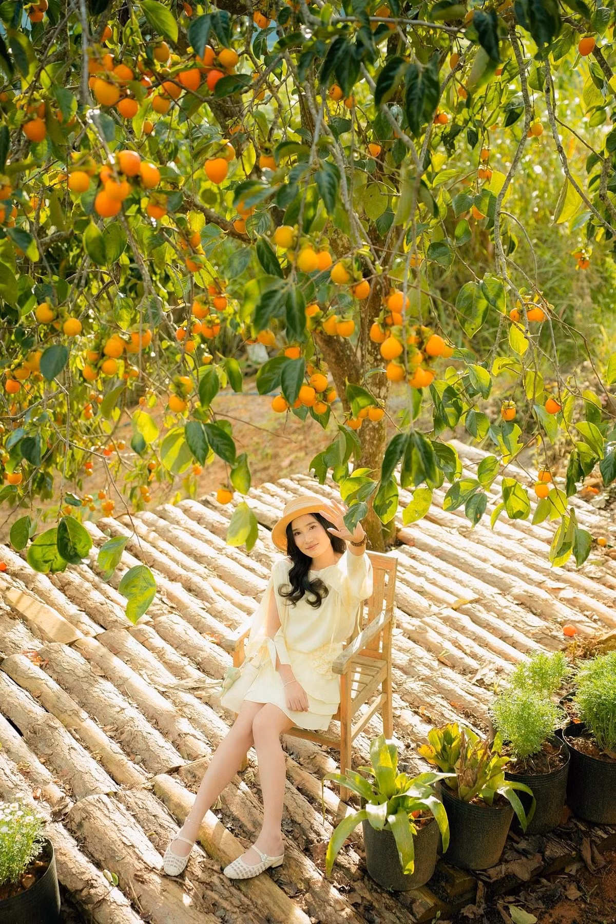 Từng chùm quả trĩu trịt, đỏ cam xen lẫn trong màu lá xanh, khẽ rung rinh trong gió, mang đến cho du khách cảm giác như lạc vào một bức tranh cổ tích. Ảnh Cậu Dũng