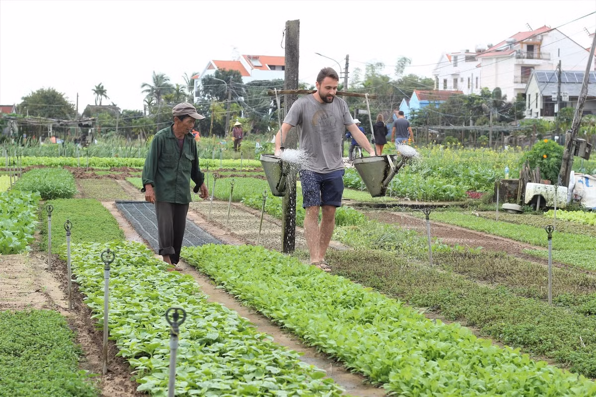 Rau thơm Trà Quế là nguyên liệu chính trong các món đặc sản Hội An như cao lầu, mì Quảng, bánh xèo hay tam hữu – một món ăn truyền thống được gói bằng tôm, thịt luộc và rau thơm. Ảnh Phunuso