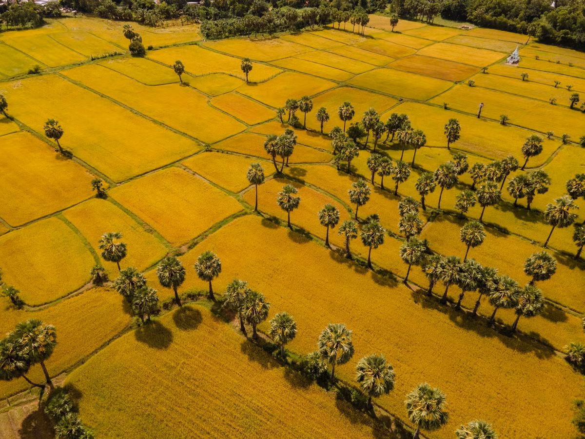 Hành trình đến Tri Tôn không quá khó khăn, đường vào cánh đồng khá dễ đi, phù hợp với cả gia đình và nhóm bạn trẻ. Du khách nên chọn những ngày nắng nhẹ, mang theo mũ, nước uống và trang phục thoải mái để thuận tiện di chuyển giữa những lối ruộng. Mùa lúa chín ở Tà Pạ thường diễn ra từ cuối tháng 11 đến đầu tháng 12, thời gian không dài nhưng đủ để khiến nhiều người phải quay lại để ngắm mùa vàng thêm một lần nữa.