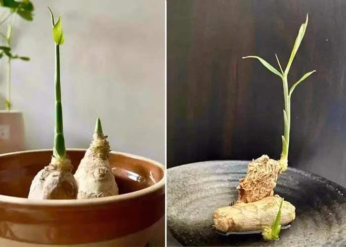 Quy trình trồng gừng bonsai hiệu quả: Chọn củ chất lượng, ủ mầm 5–7 ngày, xử lý vết cắt, trồng trong chậu đất tơi xốp có lỗ thoát nước, tưới vừa đủ và đảm bảo củ thoáng khí. Ảnh minh họa