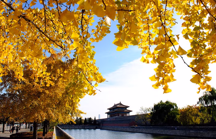 mua-thu-bac-kinh.png