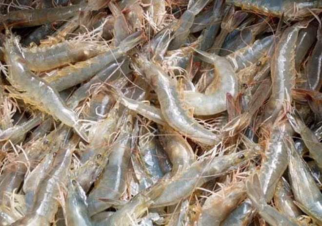 Sống phổ biến ở ao hồ, ruộng lúa và kênh mương, tôm đồng có kích thước nhỏ nhưng giàu giá trị dinh dưỡng. Ảnh minh họa