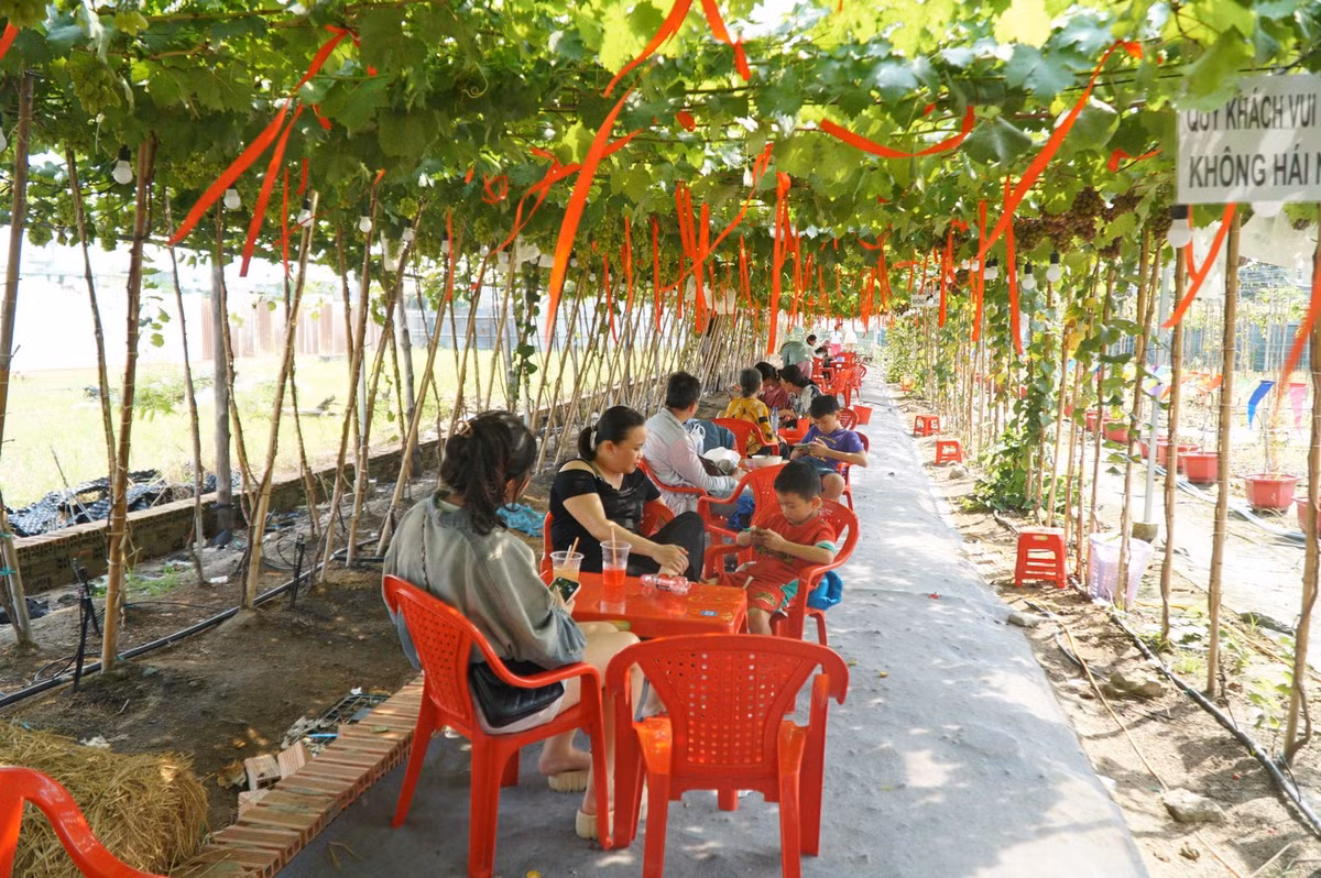 Giữa nhịp sống nhộn nhịp, ít ai ngờ tại phường Thới An (quận 12 cũ) lại xuất hiện một quán cà phê được bao phủ bởi những giàn nho đan thành mái vòm, tạo khoảng không mát rượi. Ảnh Báo Tiền Phong