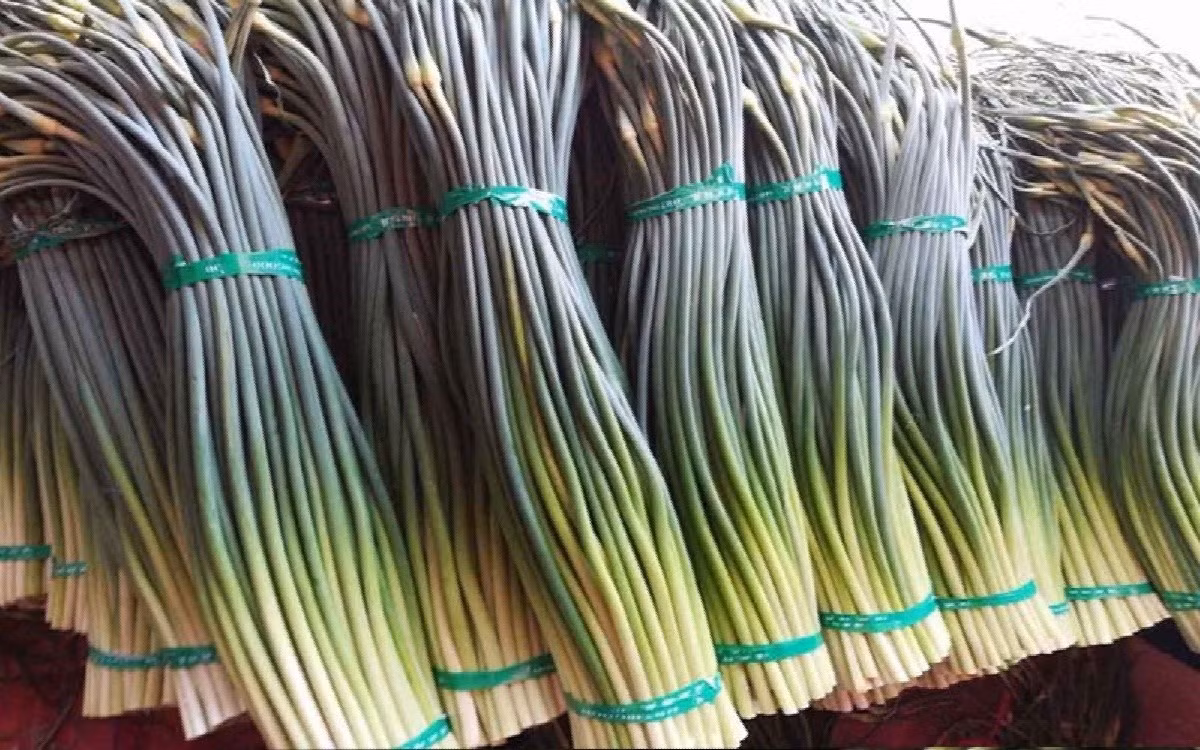 Ngồng tỏi, phần thân dài thường bị cắt bỏ khi chế biến, thực tế lại là một trong những loại rau giàu dinh dưỡng bậc nhất. Ảnh minh họa