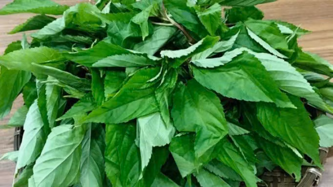 Một trong những đặc điểm nổi bật của rau đay là lớp chất nhầy tự nhiên (mucilage) – dạng chất xơ hòa tan có lợi cho hệ tiêu hóa. Thành phần này giúp hỗ trợ nhuận tràng, giảm táo bón và góp phần bảo vệ niêm mạc dạ dày. Ảnh SKDS