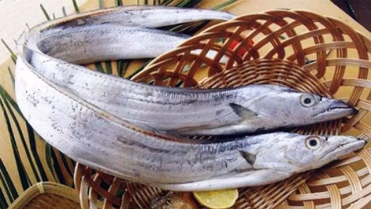 Một trong những loại cá được nhiều gia đình ưu tiên là cá hố. Cá hố có thân dài màu bạc, phần thịt trắng và chỉ có một xương sống lớn, rất dễ chế biến. Thịt cá chứa nhiều protein chất lượng cao cùng axit béo không bão hòa, đặc biệt DHA và EPA, tốt cho tim mạch và chức năng não bộ. Lớp bạc trên da cá thực chất là mỡ chứa lecithin – chất béo có lợi, nên khi chế biến chỉ cần rửa nhẹ, không nên cạo bỏ. Ảnh minh họa