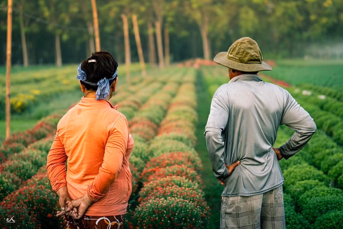Đối với người dân địa phương, vụ hoa Tết mang ý nghĩa quan trọng nhất trong năm. Đây là thời điểm quyết định phần lớn thu nhập, đồng thời cũng là dịp để khẳng định uy tín, tay nghề của từng hộ trồng hoa. Bên cạnh áp lực chi phí và thời tiết, nhiều gia đình vẫn gắn bó với nghề như một phần máu thịt. Những luống hoa không chỉ là sản phẩm kinh tế mà còn là thành quả của kinh nghiệm truyền đời, của sự bền bỉ qua nhiều mùa vụ.