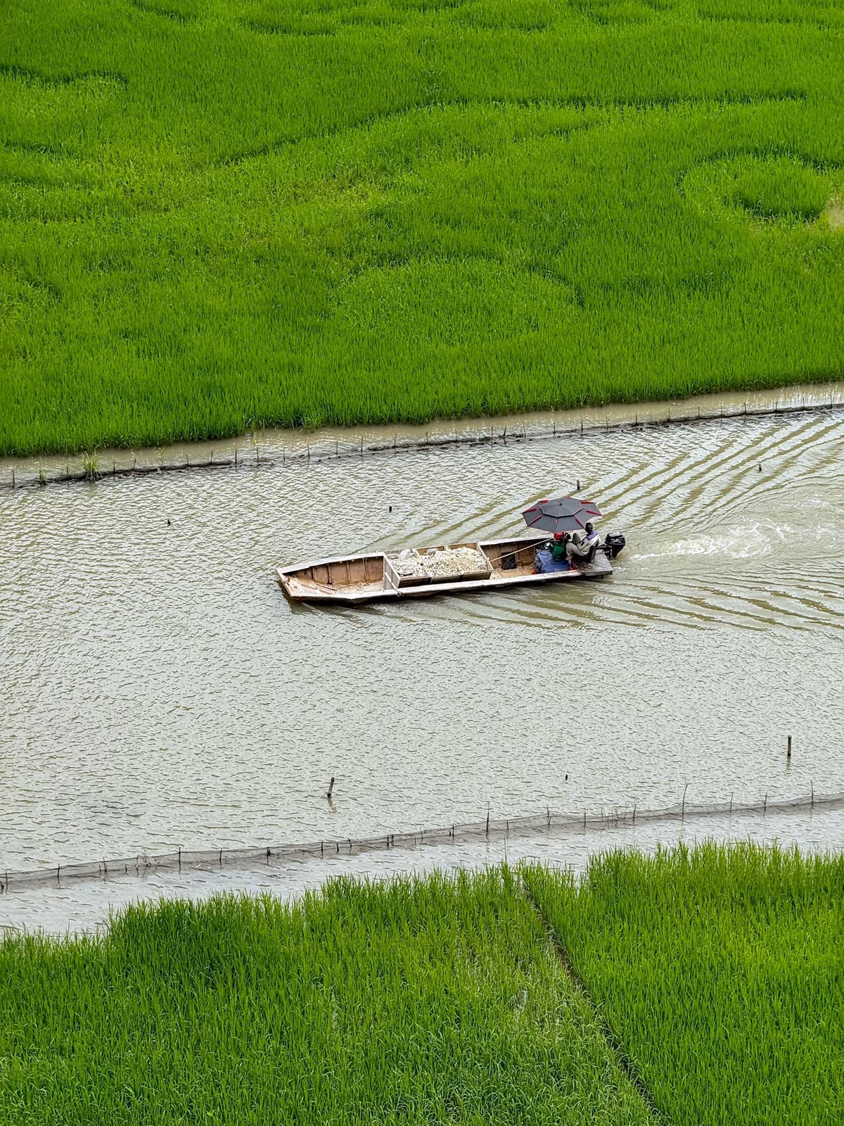 Tam Cốc – Bích Động là điểm đến không thể bỏ qua khi mùa lúa xanh về. Ngồi trên con thuyền nhỏ do người dân địa phương chèo tay, bạn sẽ xuôi theo dòng Ngô Đồng, hai bên là cánh đồng xanh thăm thẳm và những dãy núi đá sừng sững. Thuyền đi qua ba hang nước mát lạnh, giữa không gian tĩnh lặng chỉ còn tiếng mái chèo khua nhẹ và tiếng chim ríu rít, tạo cảm giác như lạc vào một miền cổ tích. Ảnh Phương Tali