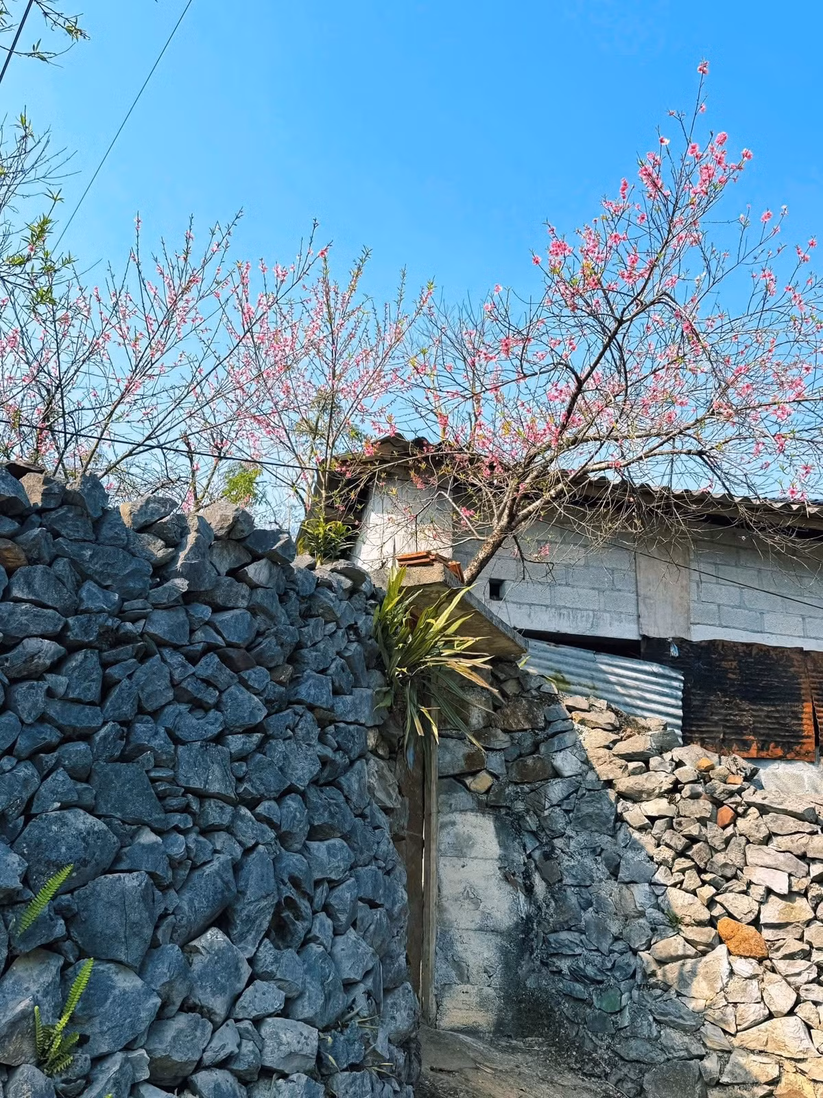 Hiện nay, Tùng Vài thường được đưa vào các hành trình khám phá vùng núi Đông Bắc hoặc tuyến du lịch Tuyên Quang. Một số doanh nghiệp lữ hành tổ chức tour từ Hà Nội kết hợp tham quan các điểm đến nổi tiếng trong khu vực.