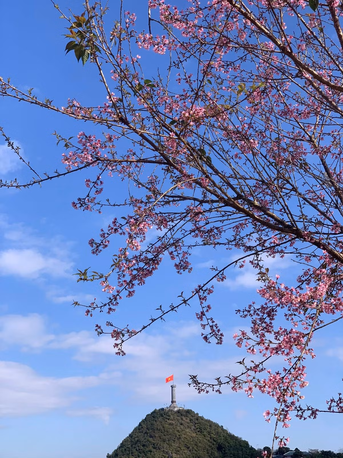 Buổi sáng sớm là thời điểm lý tưởng để ngắm hoa. Khi sương mù còn bảng lảng trên sườn núi, những cánh anh đào rung nhẹ trong gió lạnh, phản chiếu ánh nắng đầu ngày. Dưới tán hoa, các bản làng vùng cao hiện lên bình dị, mang đến cảm giác yên tĩnh, thư thái – điều mà nhiều du khách tìm kiếm khi đến với Tuyên Quang Ảnh Vũ Quang Minh
