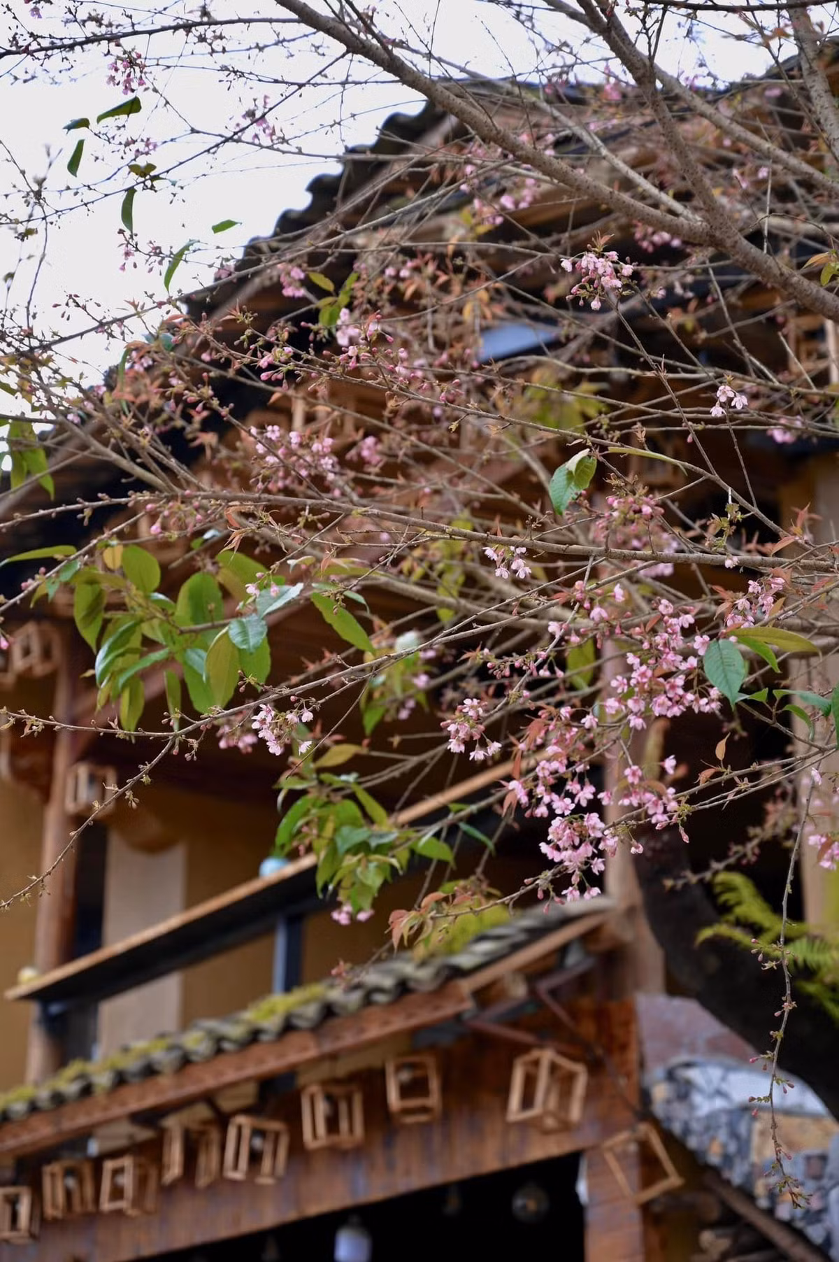 Những năm gần đây, mùa hoa anh đào đã trở thành điểm nhấn du lịch đặc trưng của Lũng Cú. Không gian không đông đúc, chưa bị thương mại hóa mạnh giúp du khách có trải nghiệm gần gũi với thiên nhiên. Ảnh Kim Anh