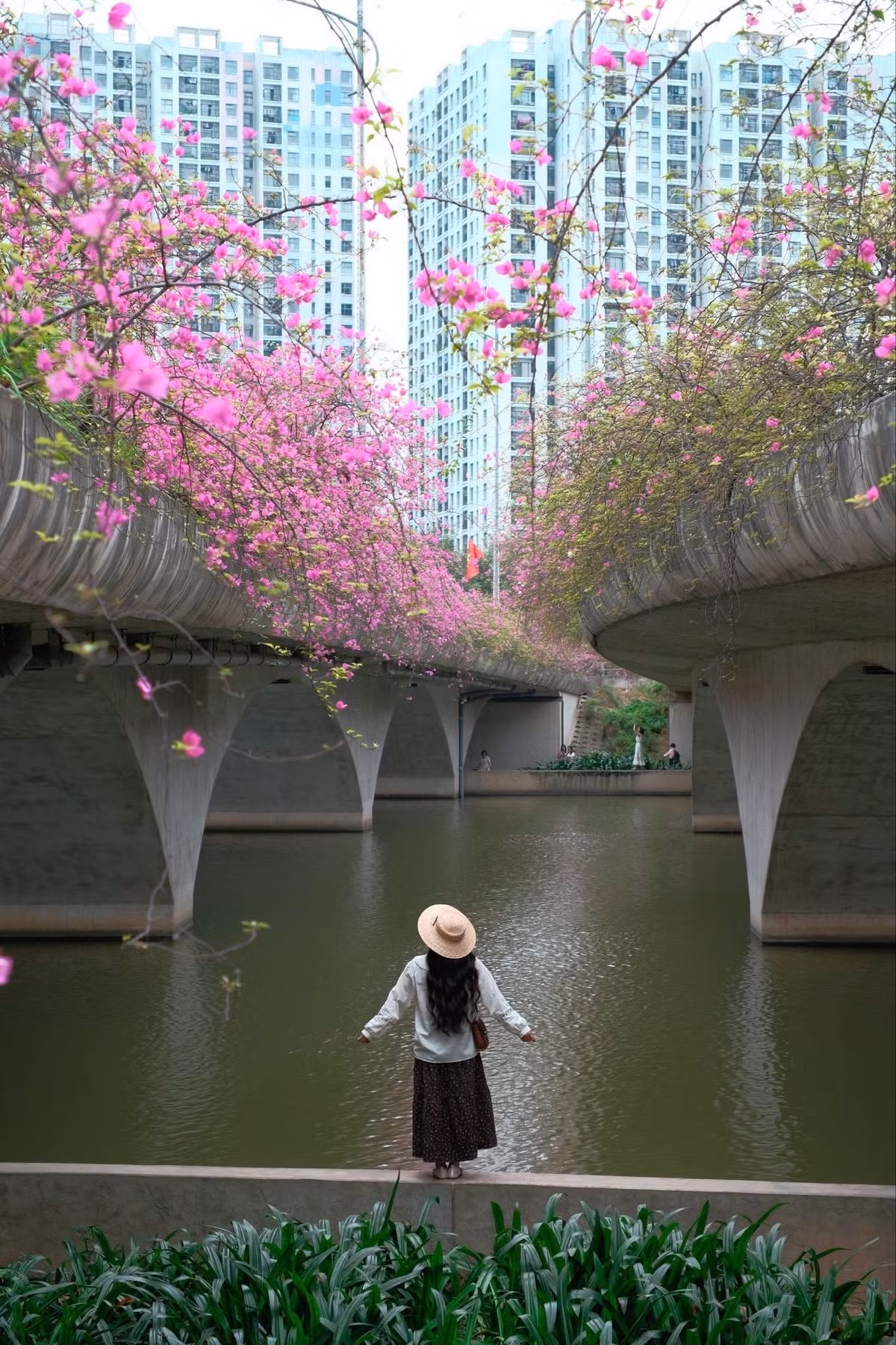 Chỉ cần gõ từ khóa “cầu hoa giấy Ecopark”, hàng loạt hình ảnh rực rỡ hiện ra với những chùm hoa hồng đỏ buông dài từ lan can cầu xuống tận gầm cầu, tạo thành một khung cảnh nổi bật giữa không gian xanh mát. Ảnh Đỗ Vân Anh