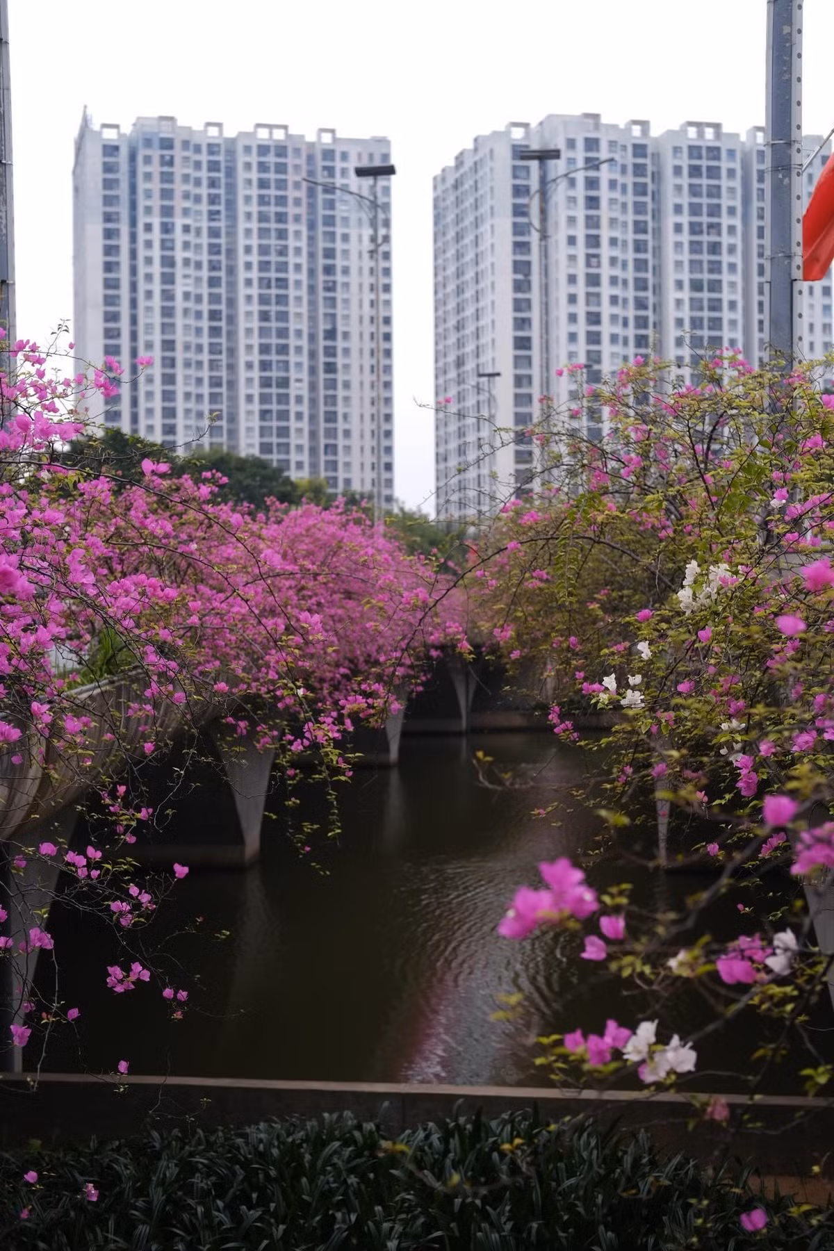 Bạn Thu Hà (21 tuổi, Hà Nội) chia sẻ: “Mình thấy hình ảnh trên mạng rất đẹp nên cuối tuần rủ bạn sang Ecopark chụp thử. Ngoài đời hoa nở dày và rực hơn tưởng tượng, chỉ cần đứng dưới cầu cũng có nhiều góc ảnh đẹp.” Ảnh Thu Quỳnh