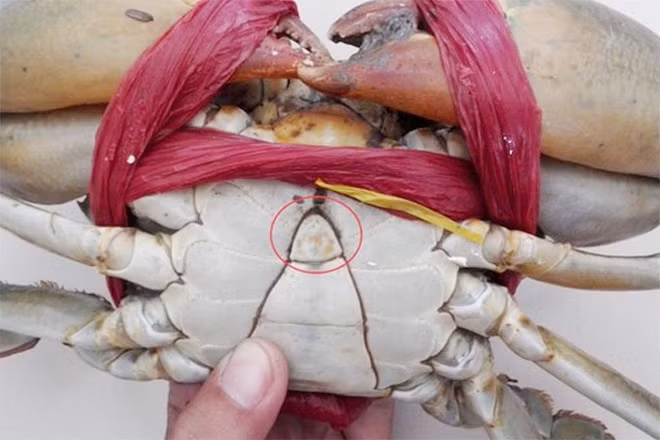 Phần cuối cùng cần tránh là “tim” cua – bộ phận có hình lục giác nằm giữa mai và được bao phủ bởi lớp màng đen. Dù không chứa ký sinh trùng, song theo quan niệm Đông y, đây là phần “lạnh” nhất của con cua, có thể gây lạnh bụng, khó tiêu hoặc rối loạn tiêu hóa, đặc biệt khi ăn cùng đồ chua hoặc rượu. Ảnh minh hoạ