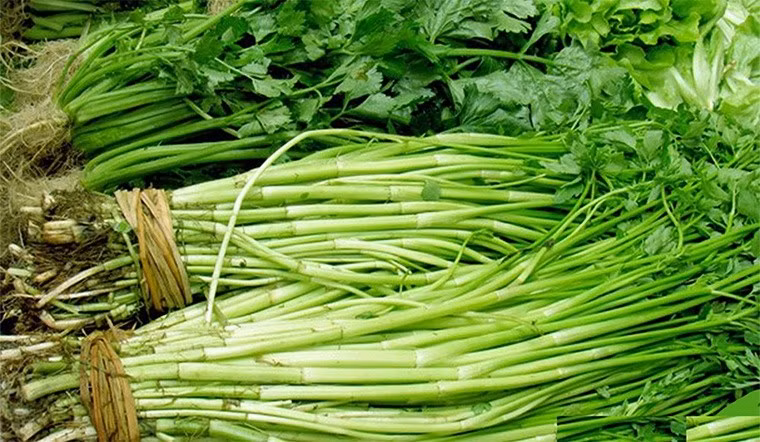 Rau cần ta lại được biết đến như một loại rau có tính mát, giúp làm dịu cơ thể và hỗ trợ ổn định huyết áp. Rau cần chứa nhiều nước, vitamin K cùng các chất chống oxy hóa, góp phần bảo vệ mạch máu và tăng cường tuần hoàn. Khi kết hợp với khoai tây, hai nguyên liệu bổ trợ lẫn nhau, tạo nên món canh vừa ngon miệng vừa có lợi cho tim mạch. Ảnh minh họa